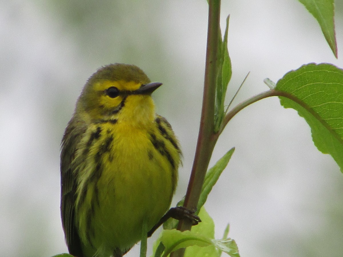 Prairie Warbler - Mark Rhodes