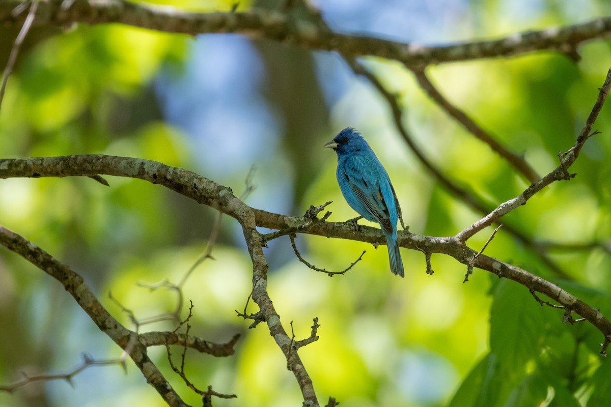 Indigo Bunting - ML618394710