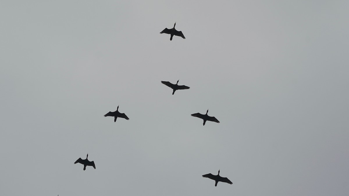 Double-crested Cormorant - ML618394714