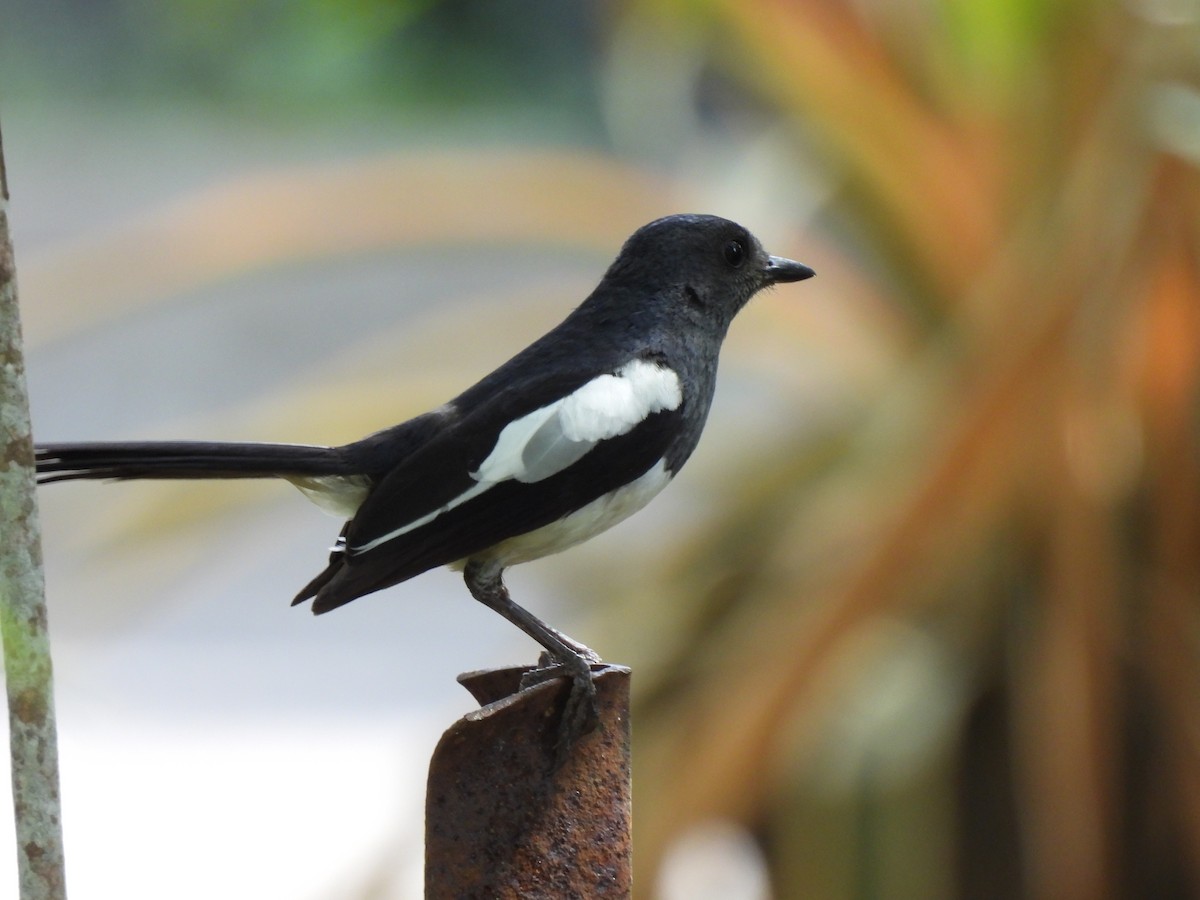 Philippine Magpie-Robin - ML618394734