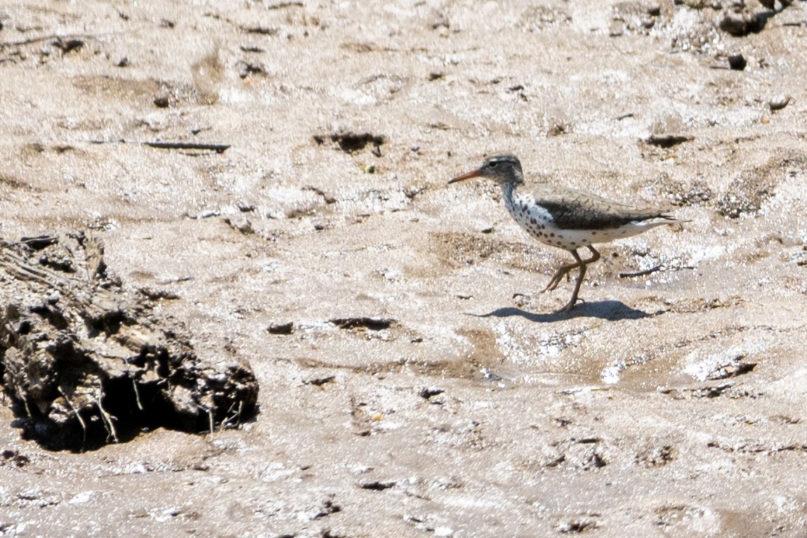 Spotted Sandpiper - ML618394739