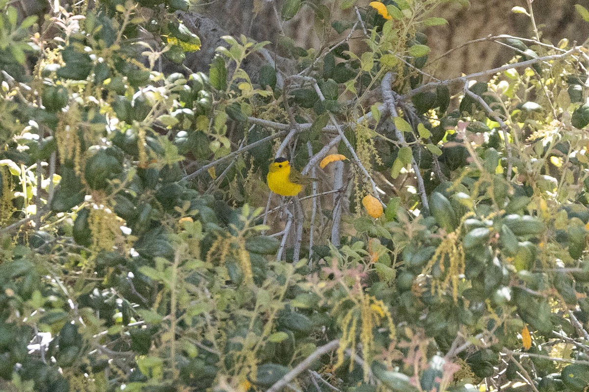 Wilson's Warbler - Kris McMillan