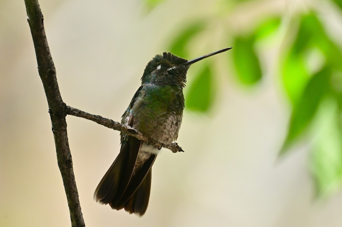 Colibrí Magnífico - ML618394742