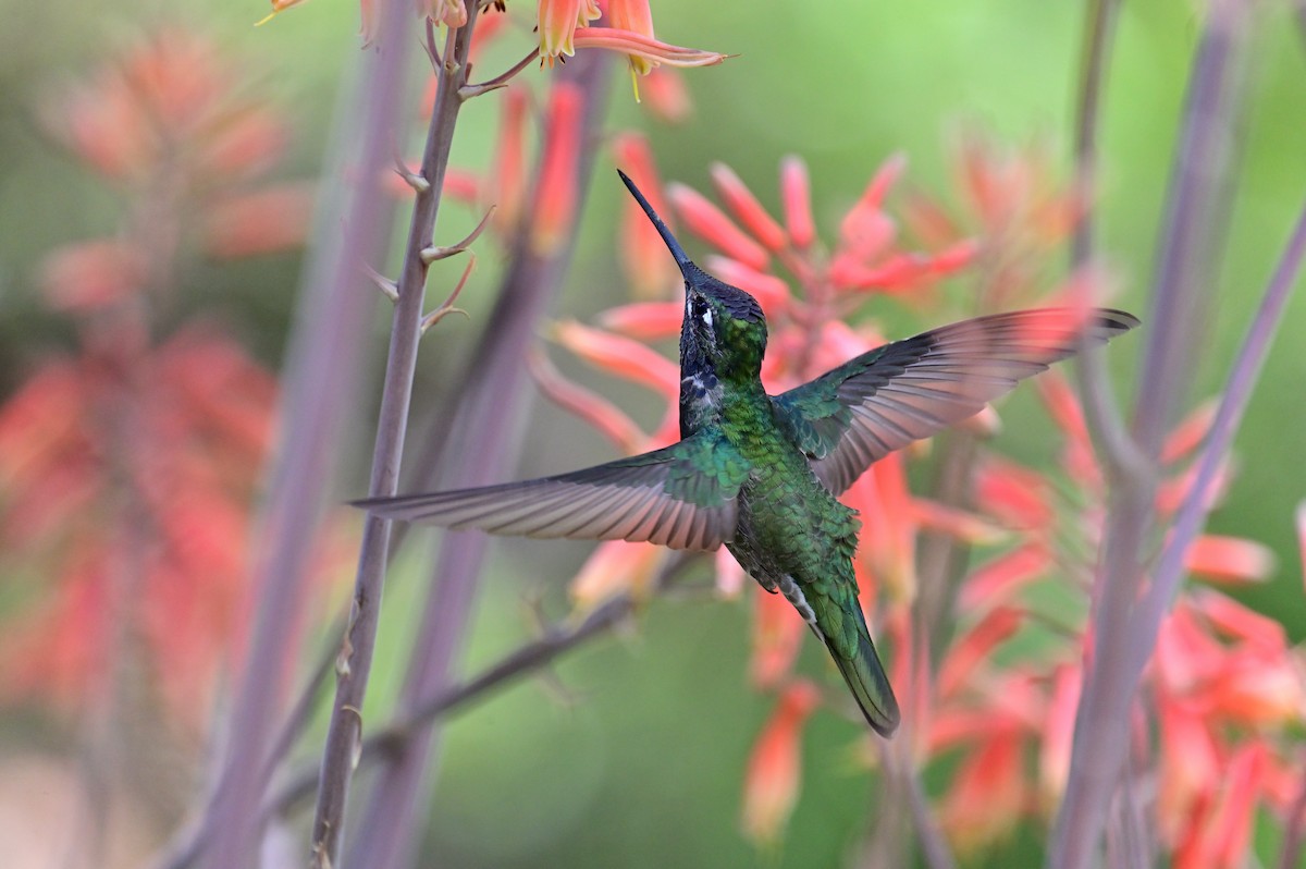 Colibrí Magnífico - ML618394743