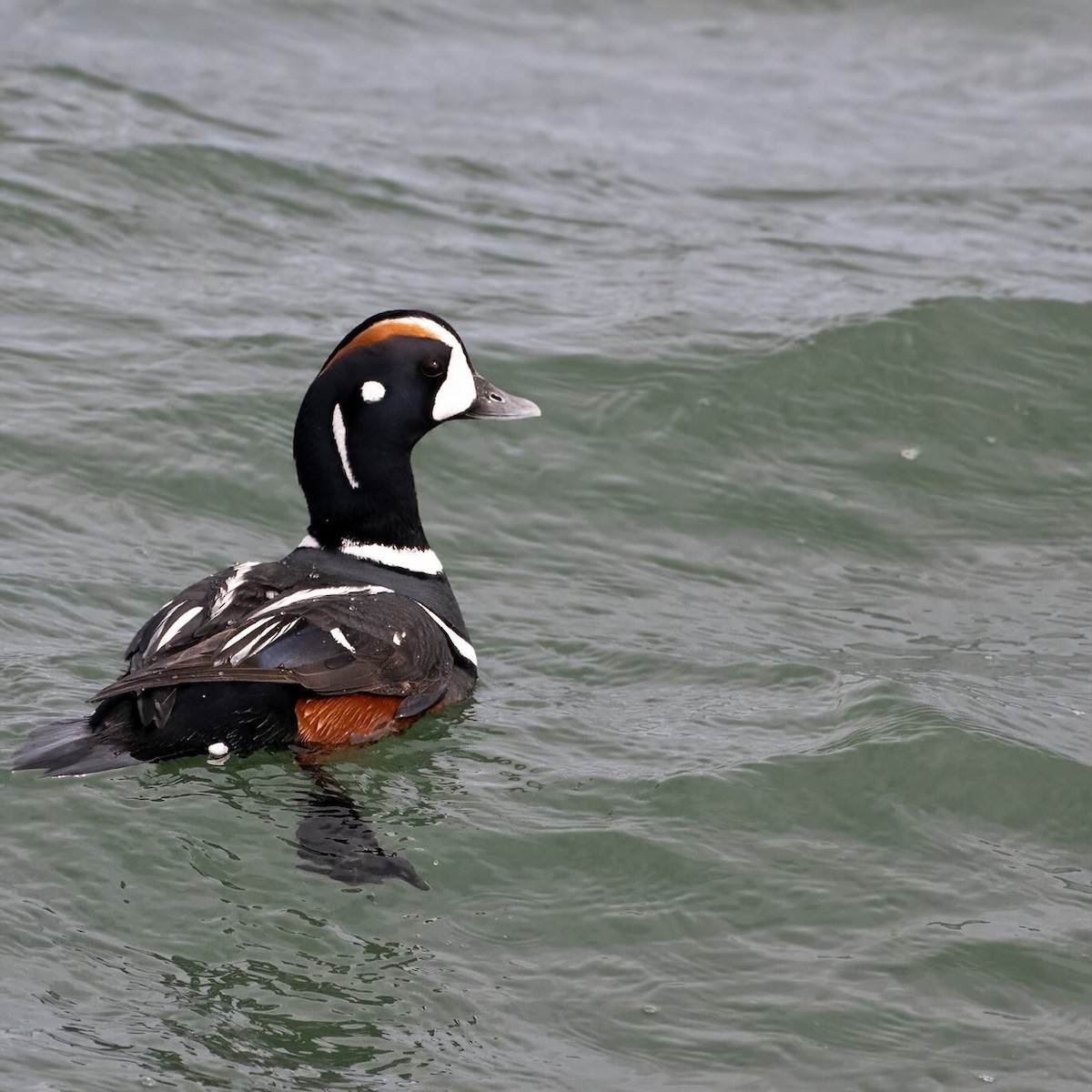 Harlequin Duck - Christine Pelletier et (Claude St-Pierre , photos)