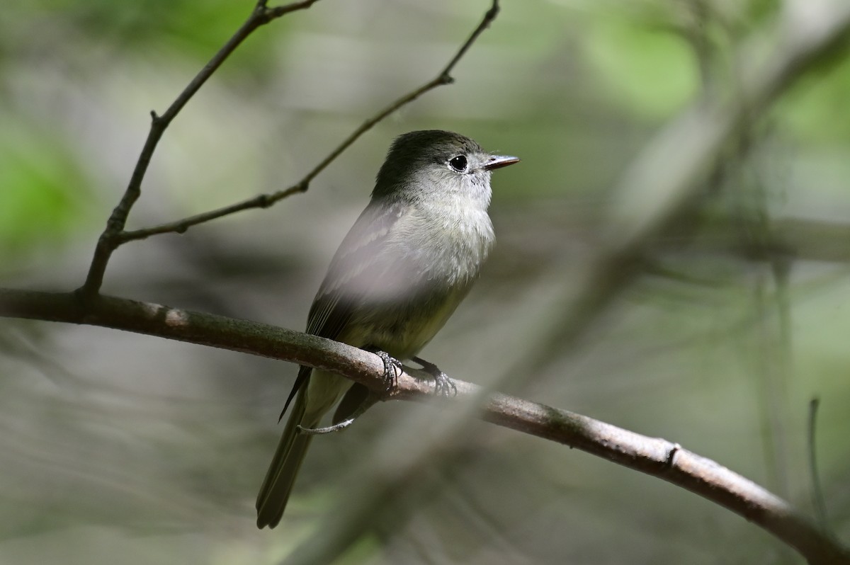 Western Wood-Pewee - ML618394777