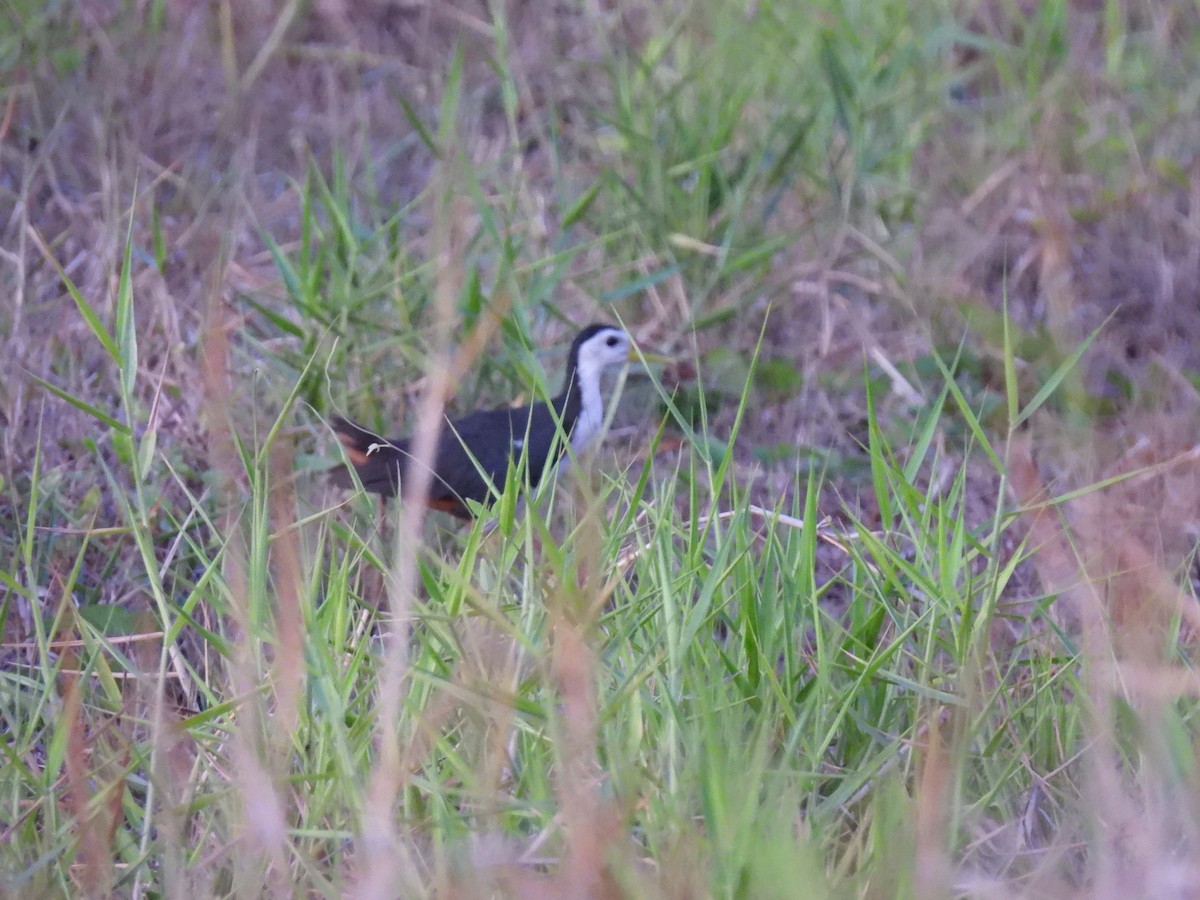 White-breasted Waterhen - ML618394807