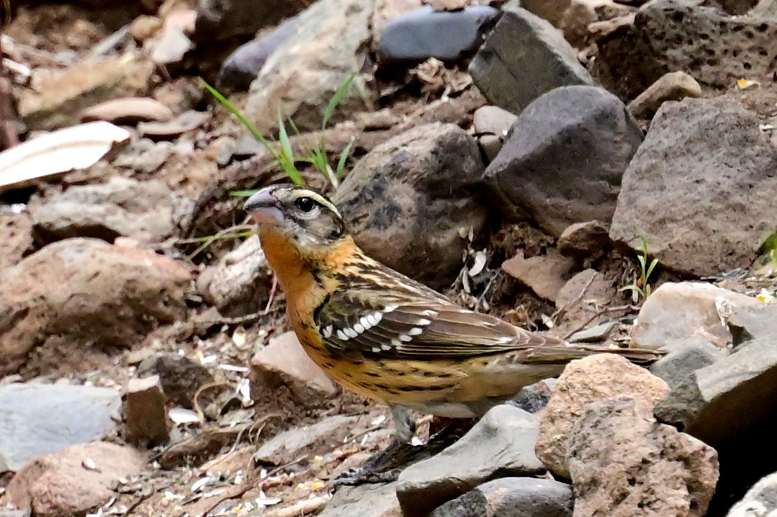 Black-headed Grosbeak - ML618394813