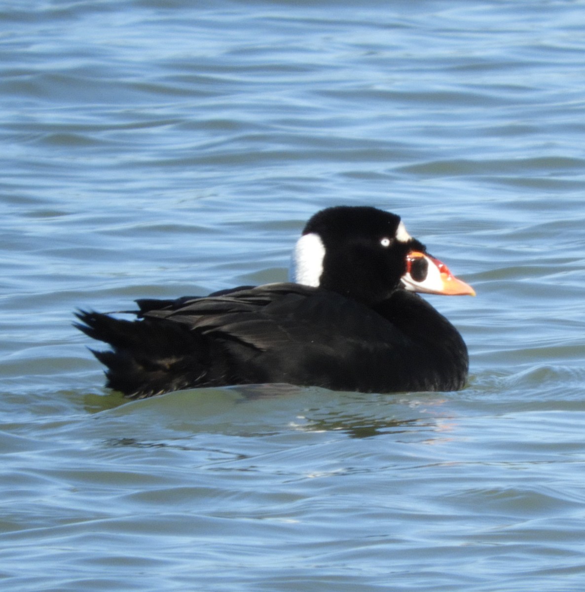 Surf Scoter - ML618394818