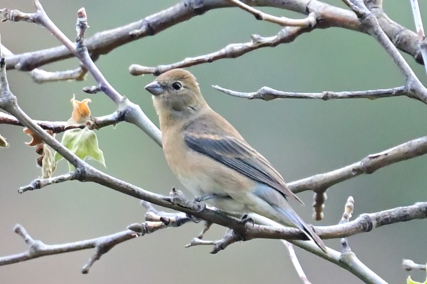 Lazuli Bunting - ML618394825