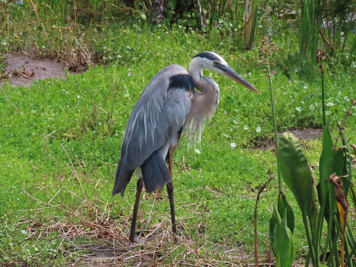 Great Blue Heron - Laurie Witkin