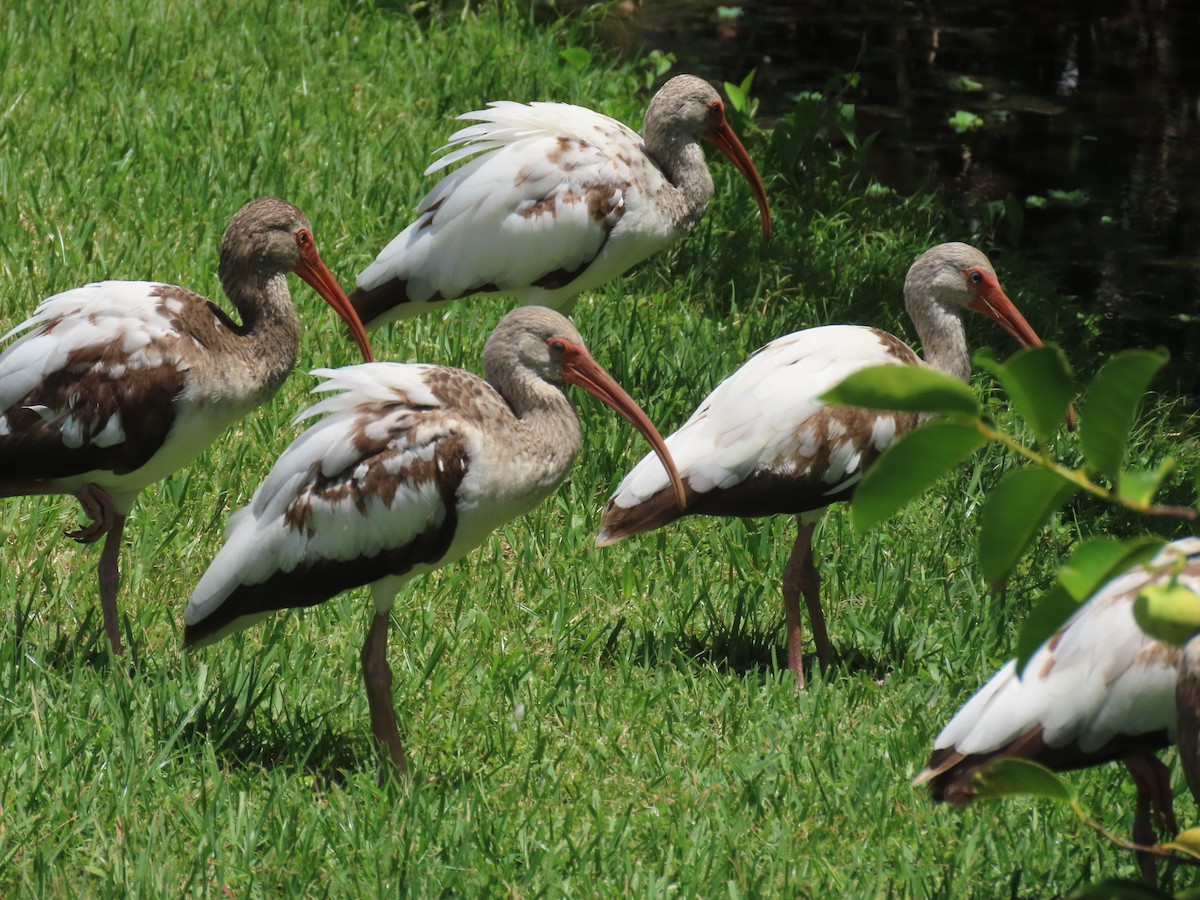 ibis bílý - ML618394950