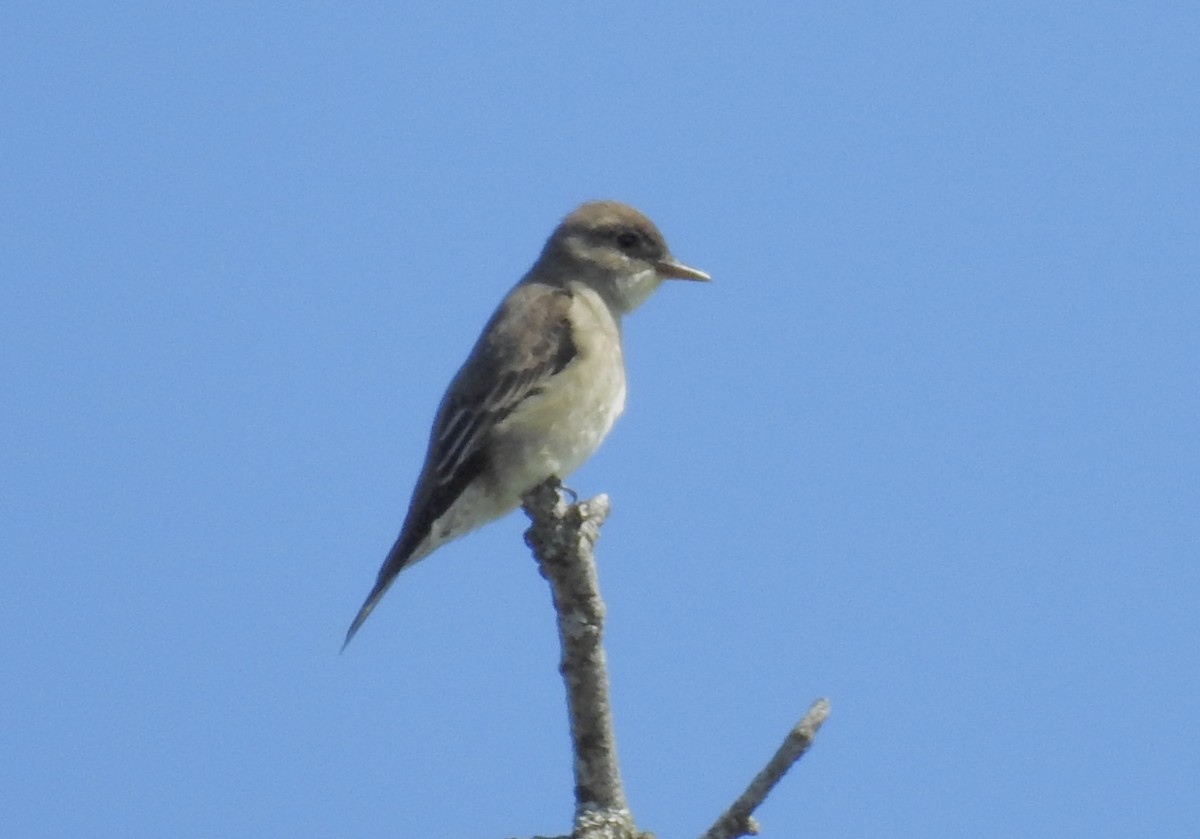 Olive-sided Flycatcher - ML618394964