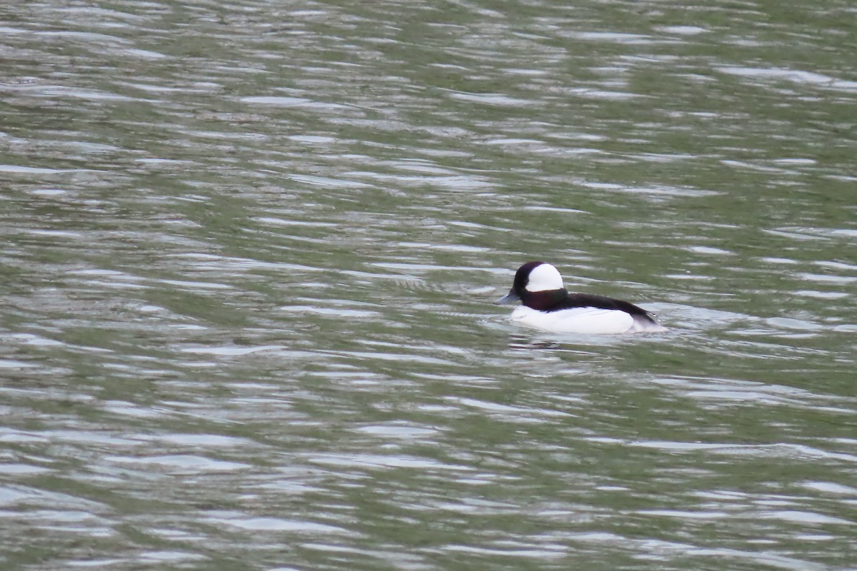 Bufflehead - ML618394980