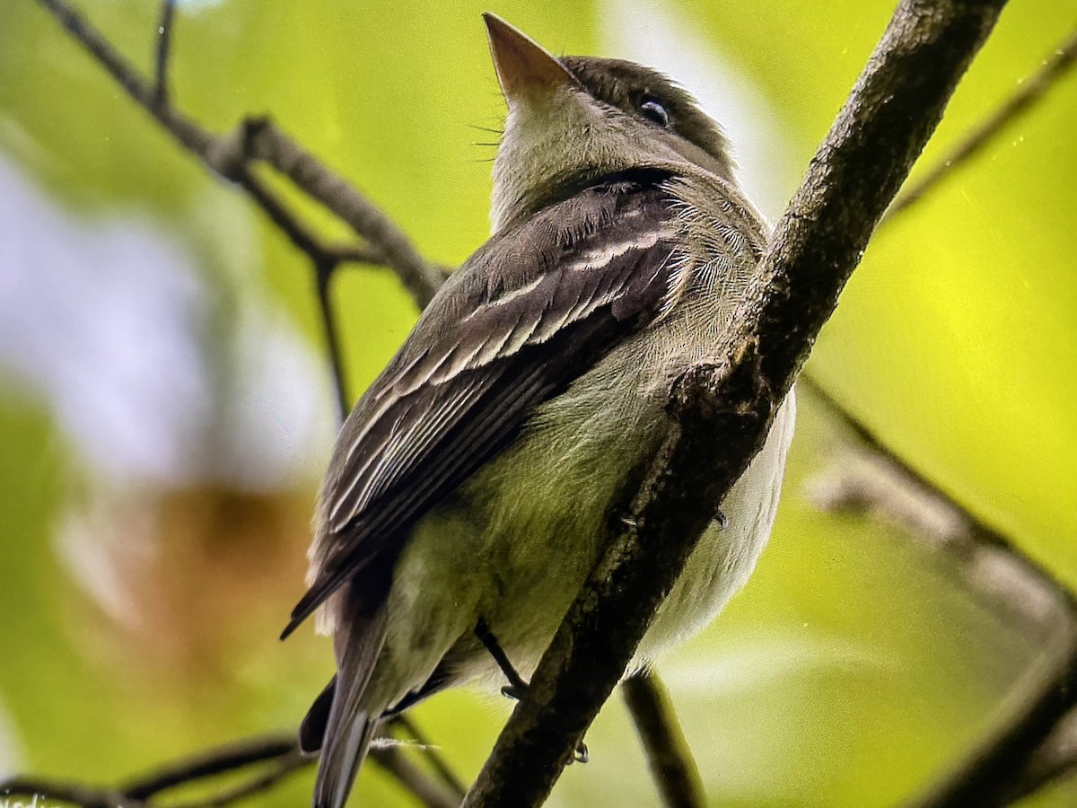 Eastern Wood-Pewee - ML618395021