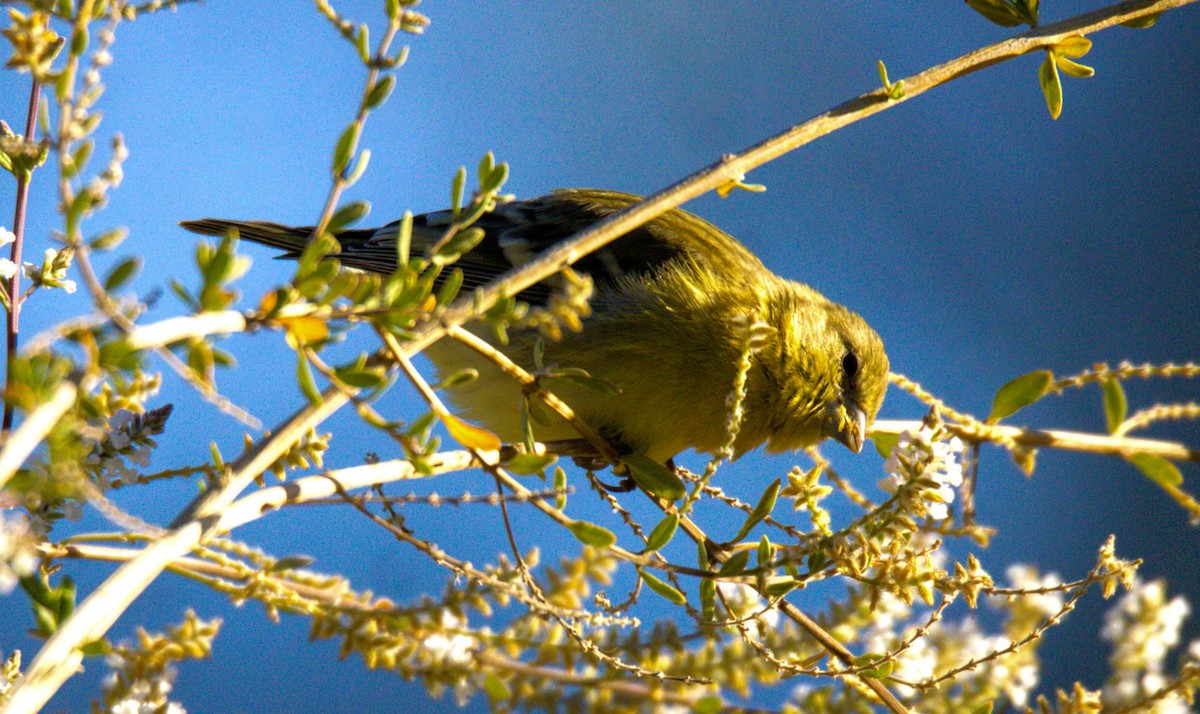 Lesser Goldfinch - Don Carney