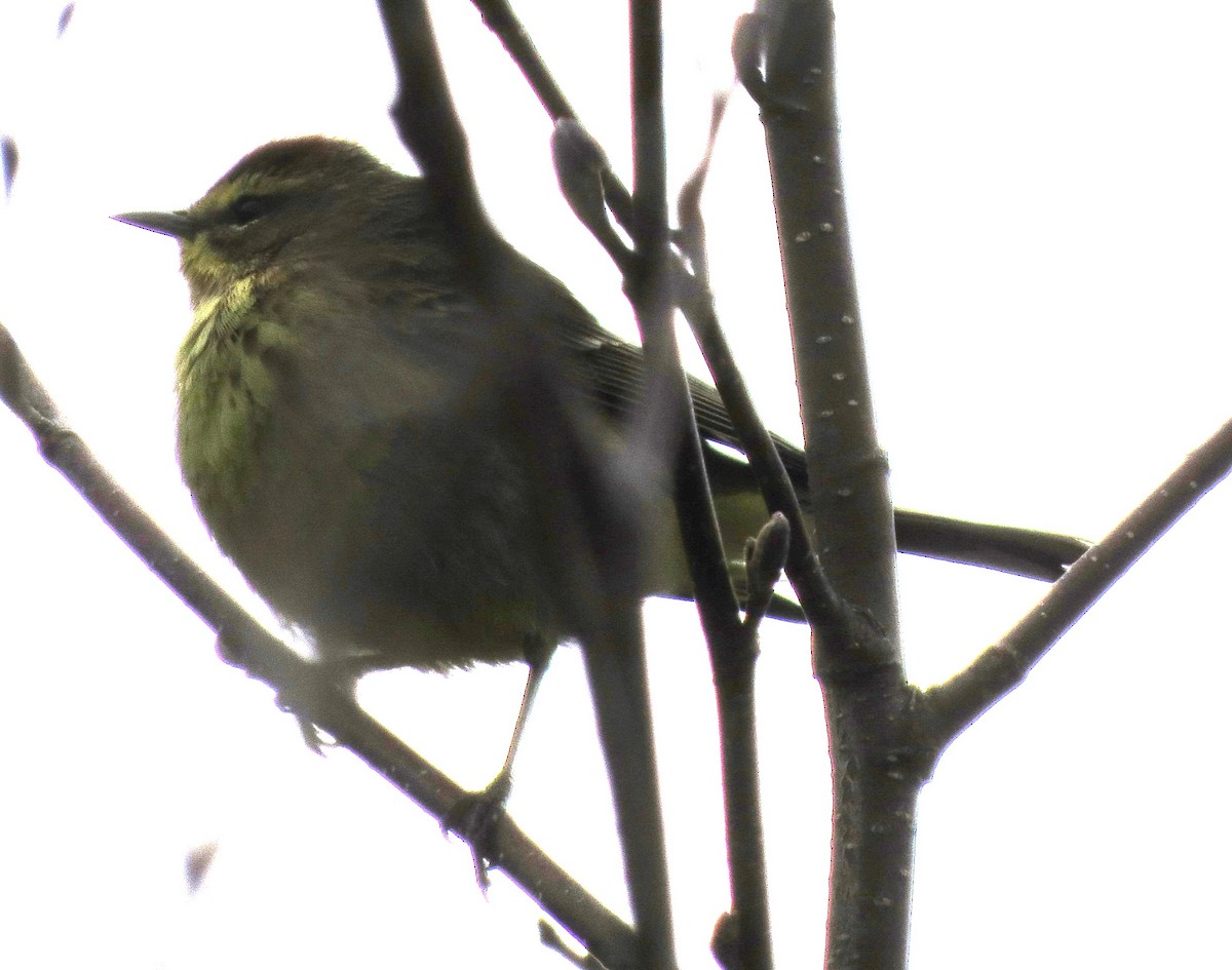 Palm Warbler - James Hirtle