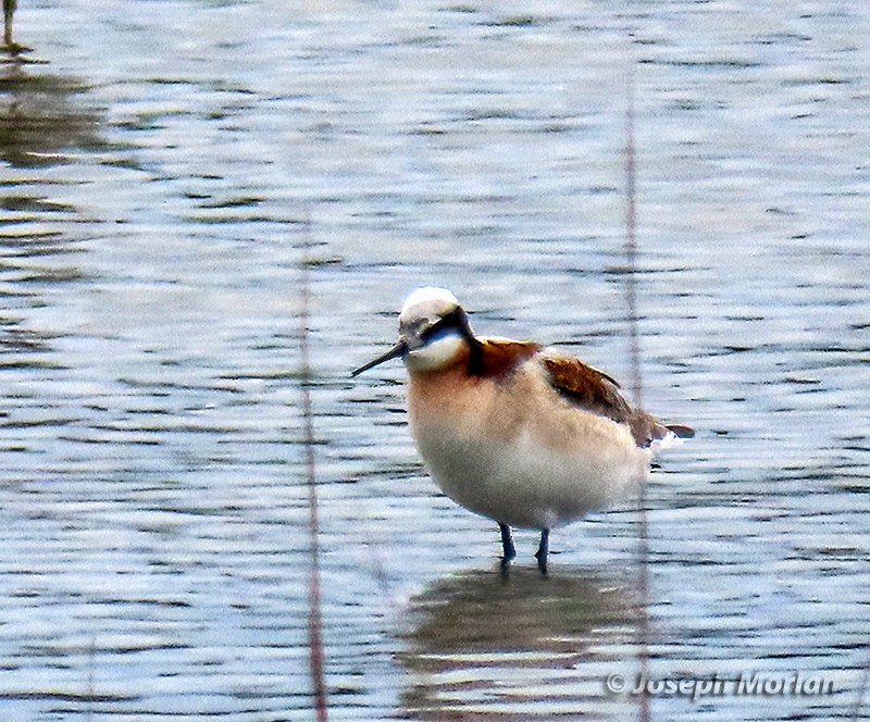 Wilson's Phalarope - ML618395057