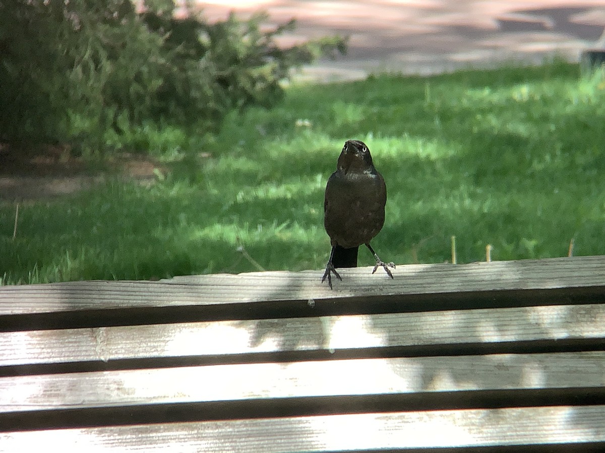 Common Grackle - Vivian Young