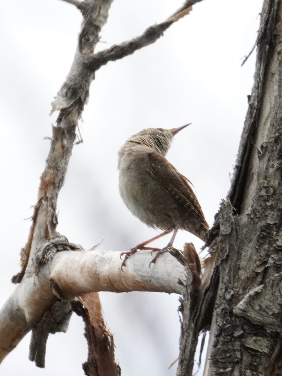 House Wren - ML618395117