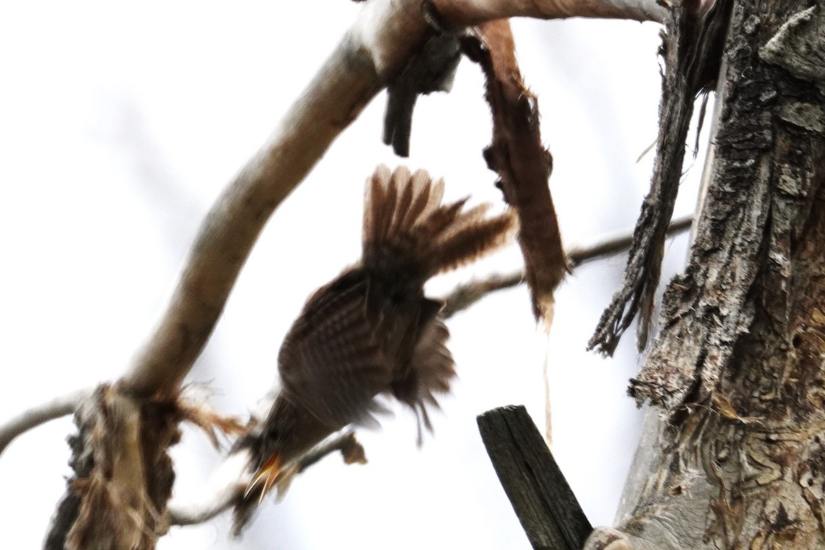 House Wren - ML618395118