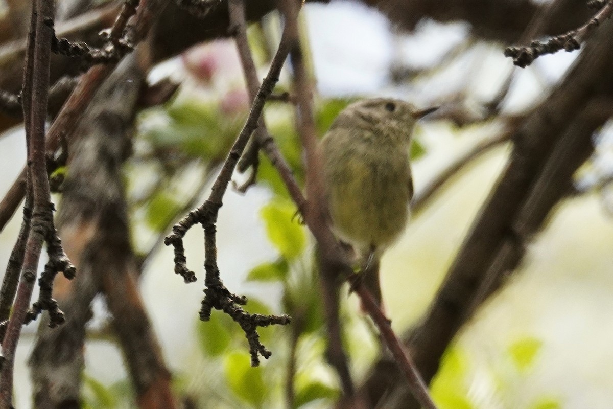 Ruby-crowned Kinglet - ML618395140