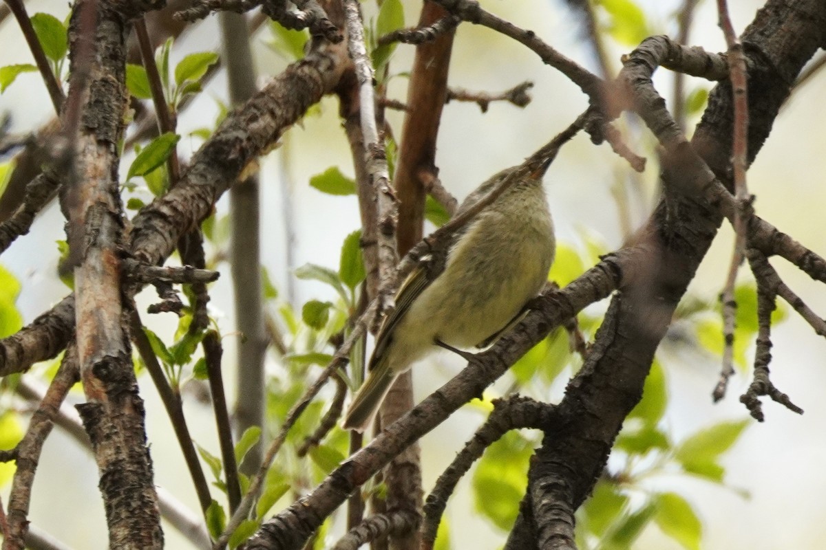 Ruby-crowned Kinglet - ML618395142