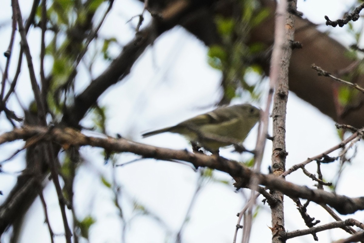 Ruby-crowned Kinglet - Kristy Dhaliwal