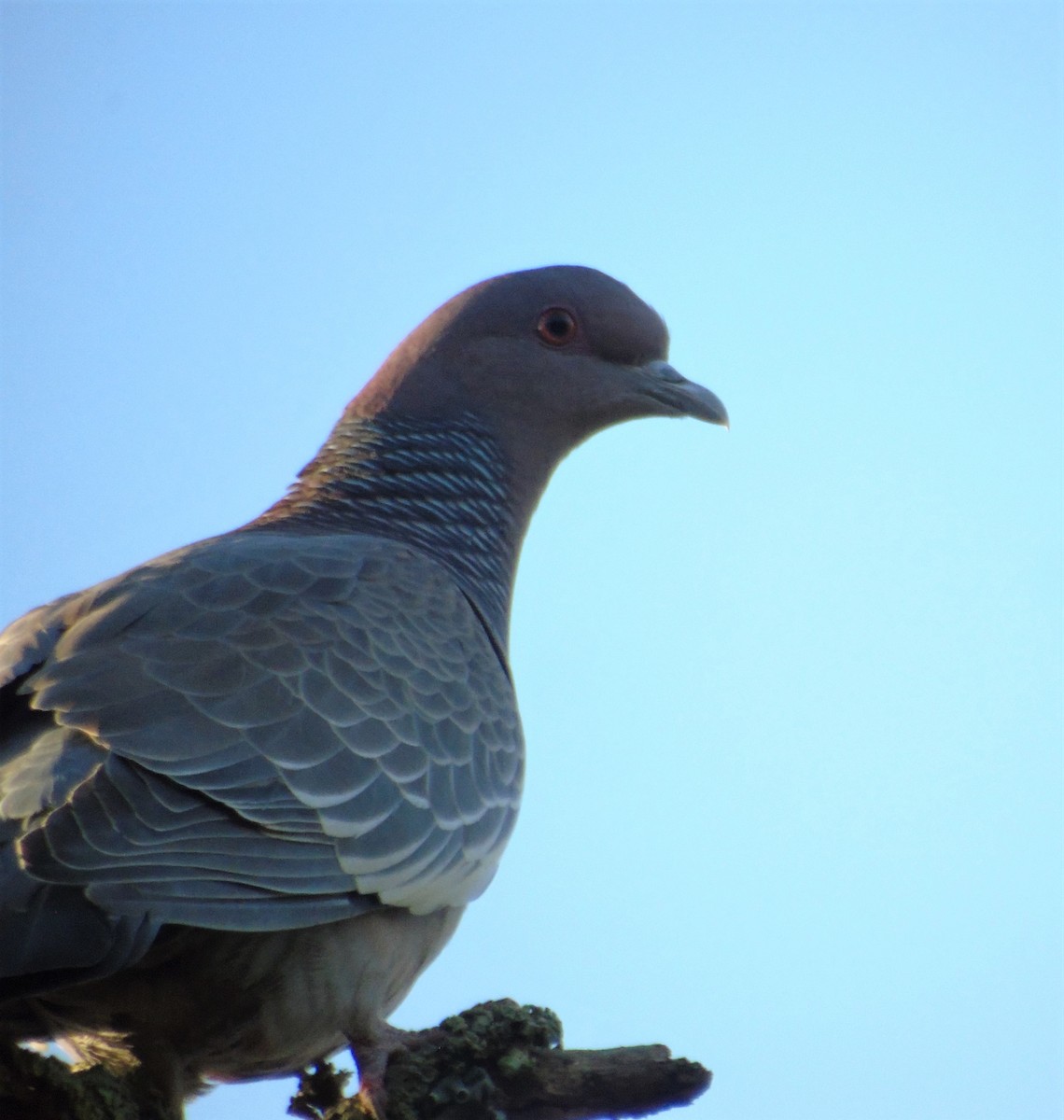 Picazuro Pigeon - Oliver Kohler