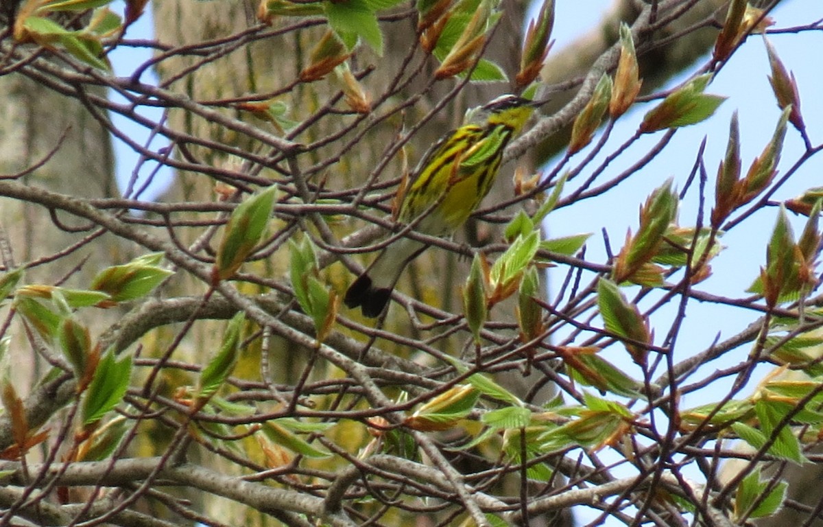 Magnolia Warbler - shelley seidman