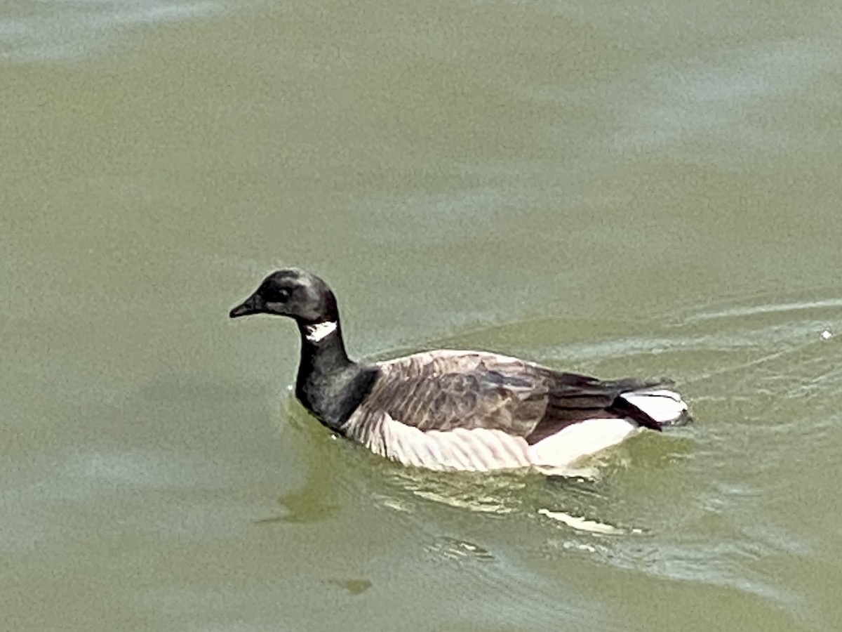 Brant (Atlantic) - ML618395211