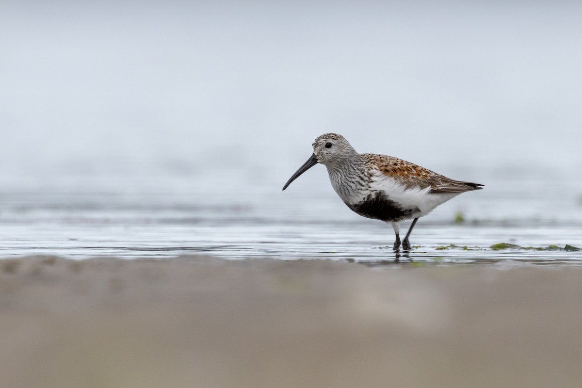 Dunlin - ML618395213