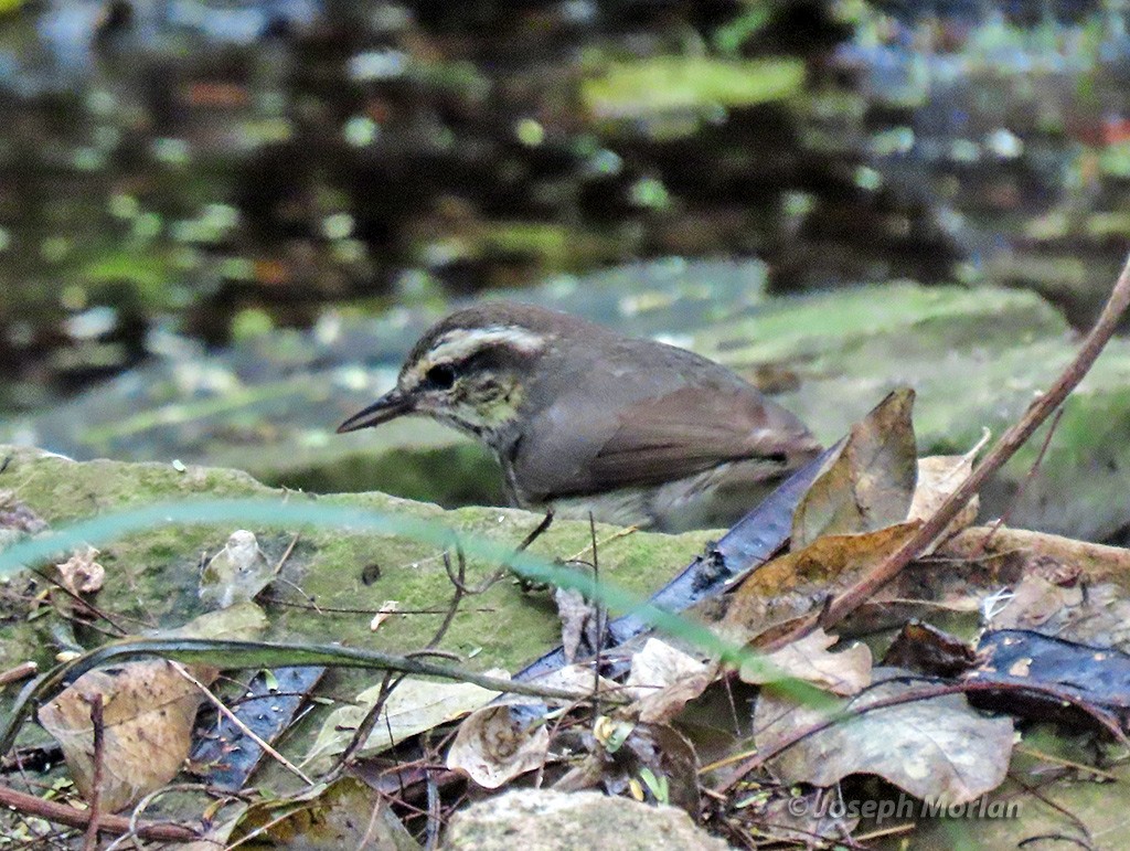 Louisiana Waterthrush - Joseph Morlan