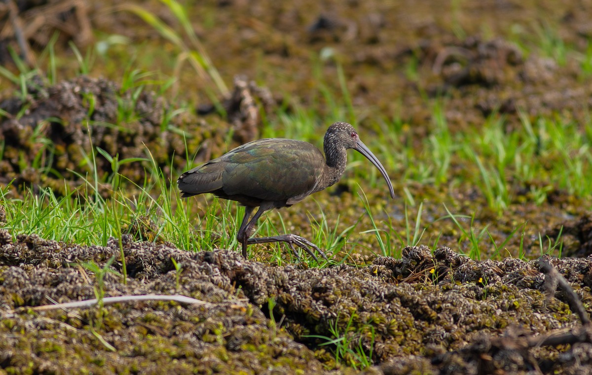 White-faced Ibis - Roni Martinez