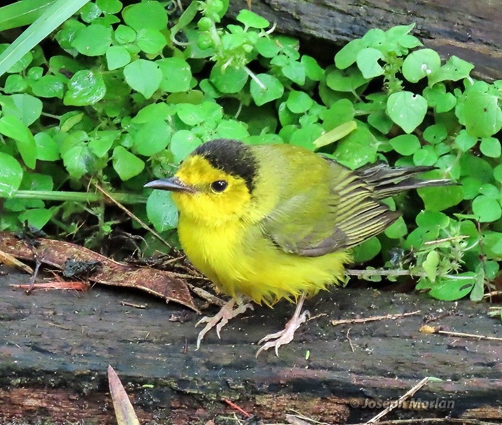 Hooded Warbler - ML618395257