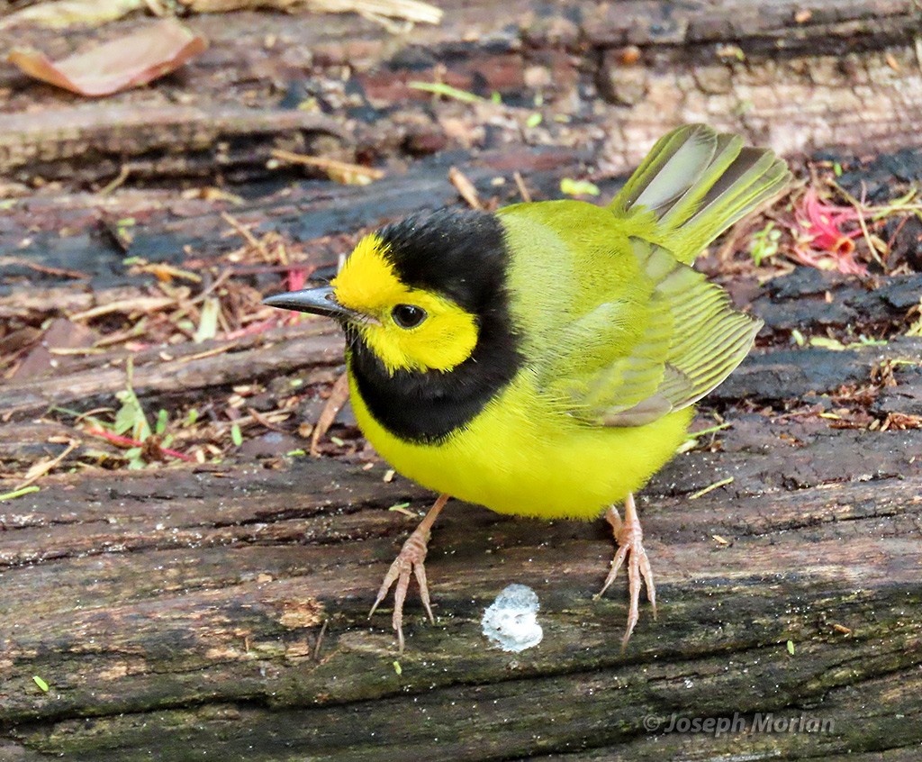 Hooded Warbler - ML618395258