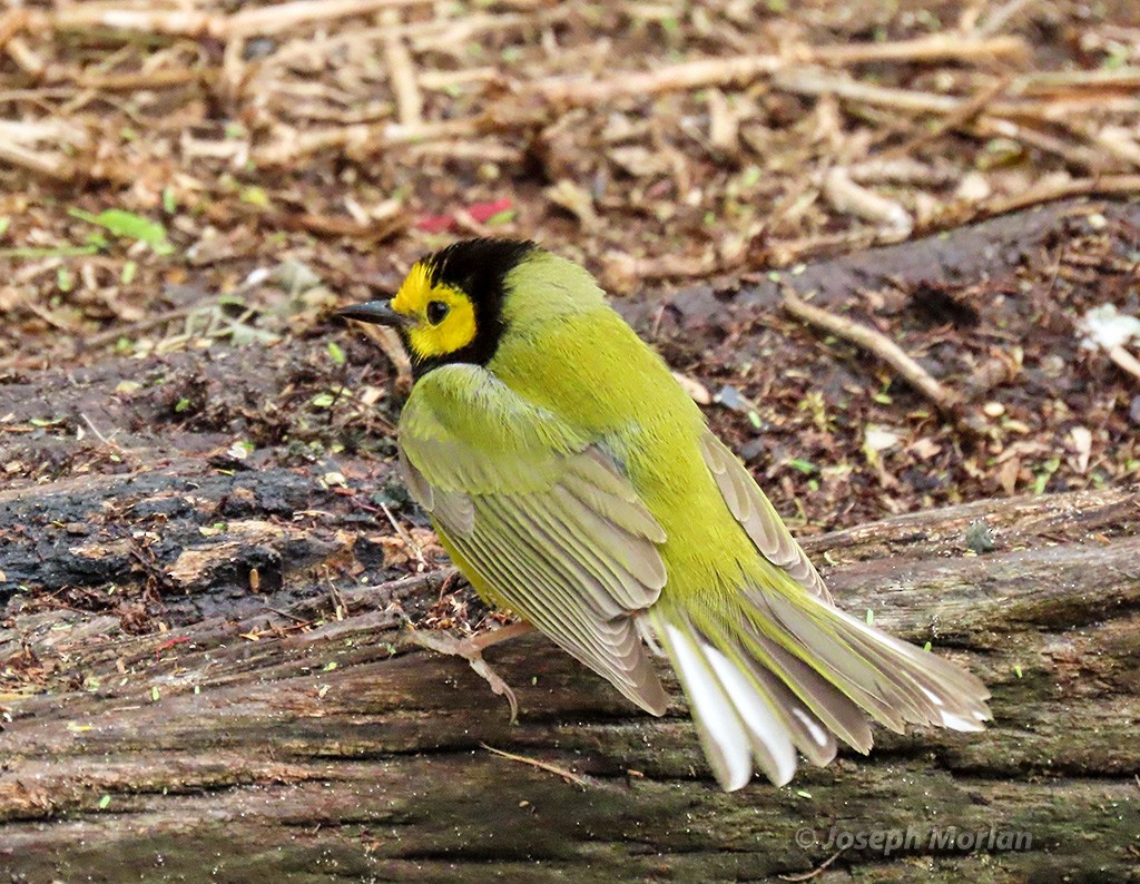 Hooded Warbler - Joseph Morlan