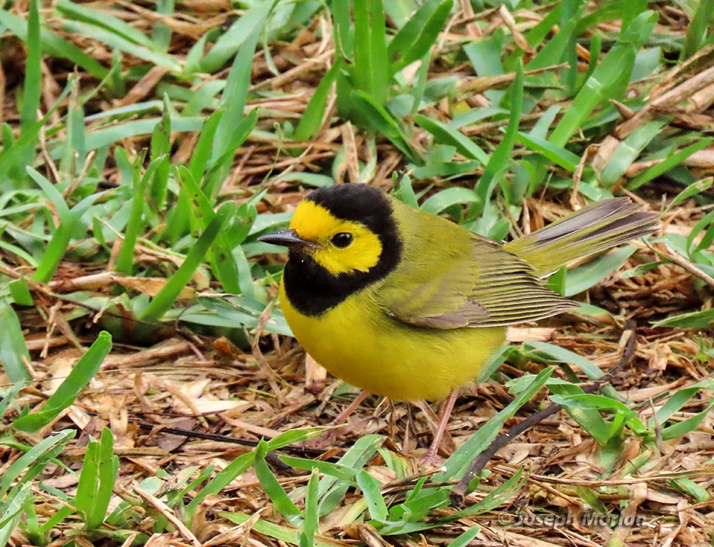 Hooded Warbler - ML618395260