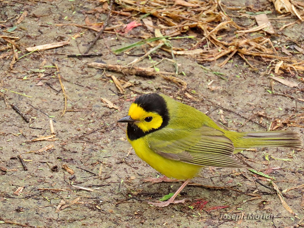 Hooded Warbler - ML618395262