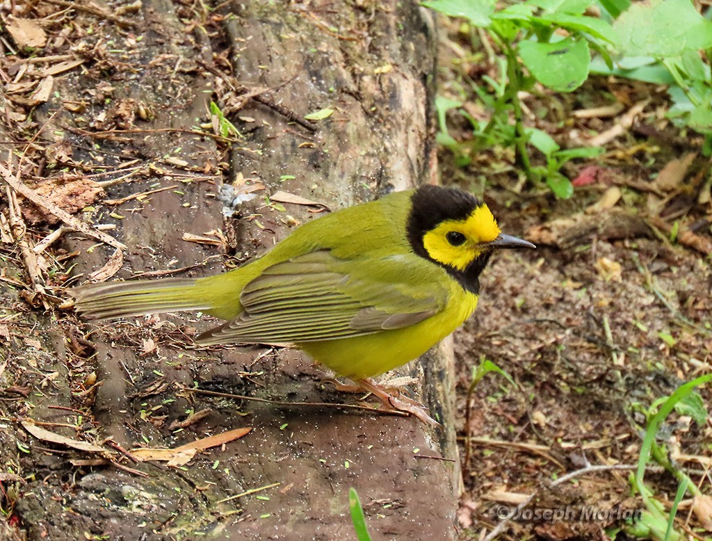 Hooded Warbler - ML618395263