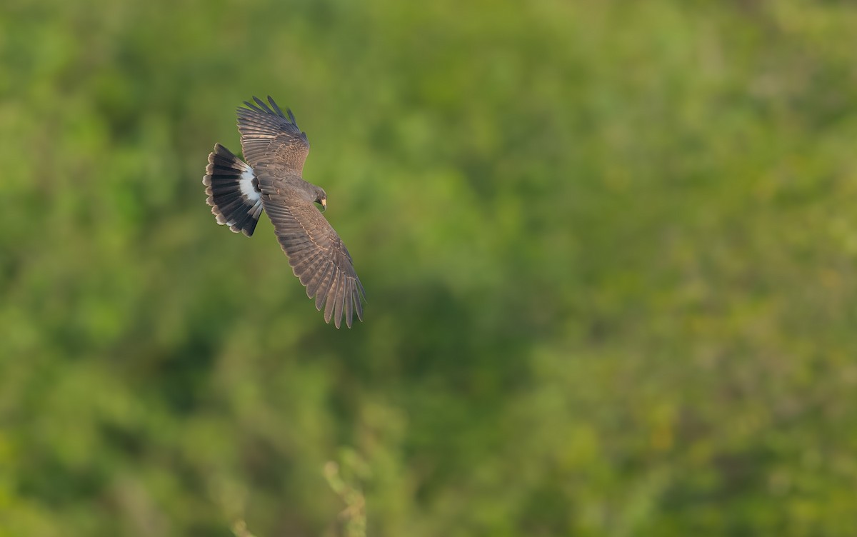 Snail Kite - ML618395264