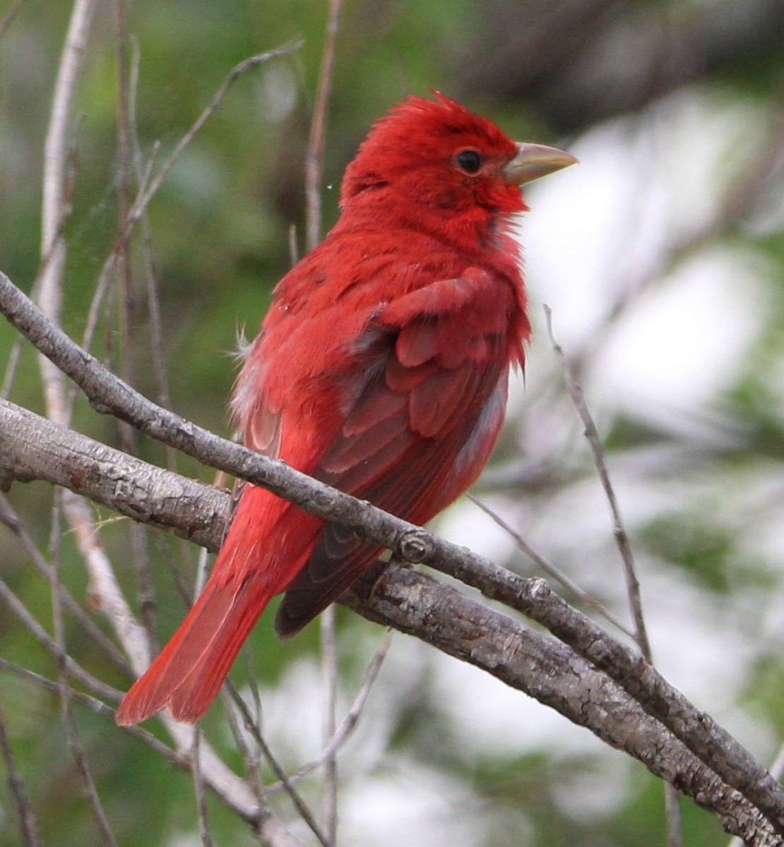 Summer Tanager - Sheila Yoder