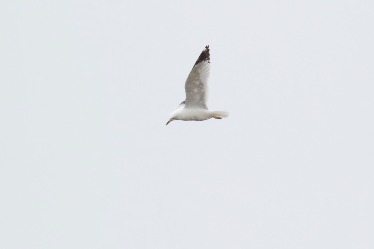 Ring-billed Gull - Del Nelson