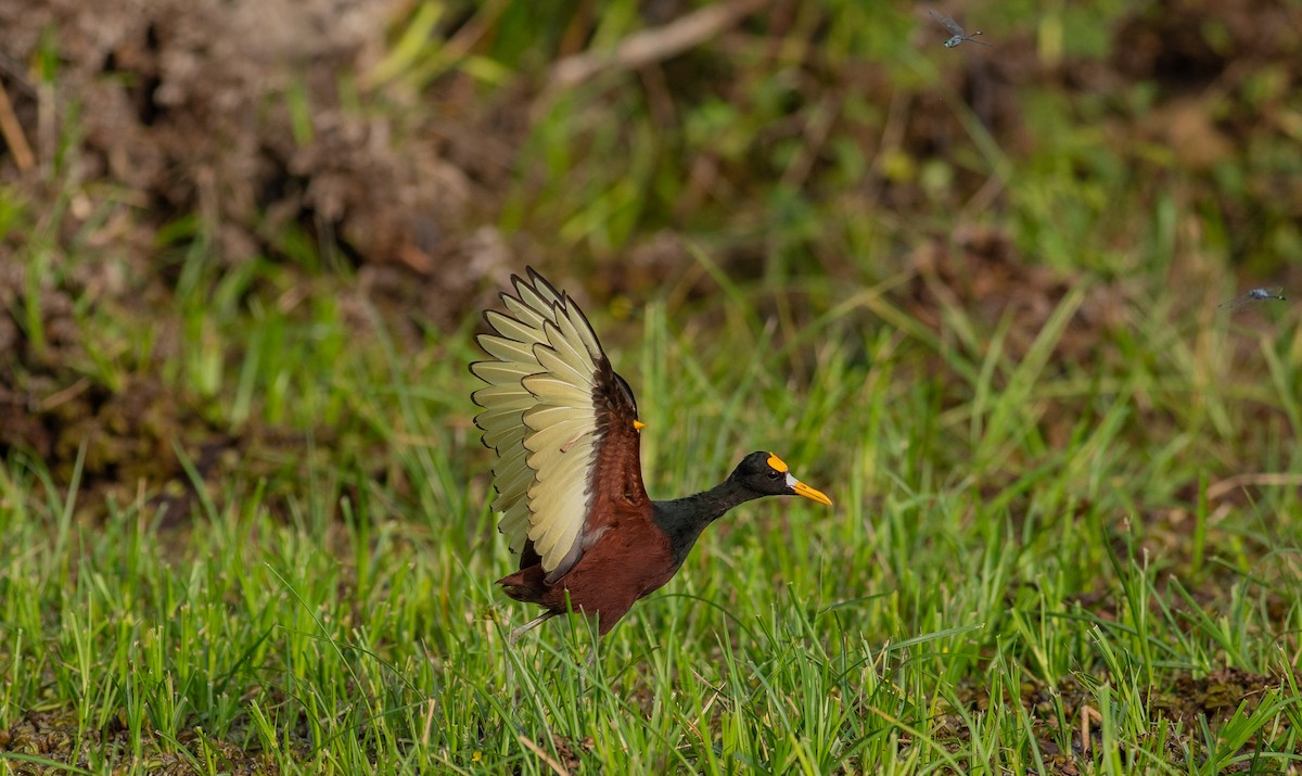 Northern Jacana - ML618395281