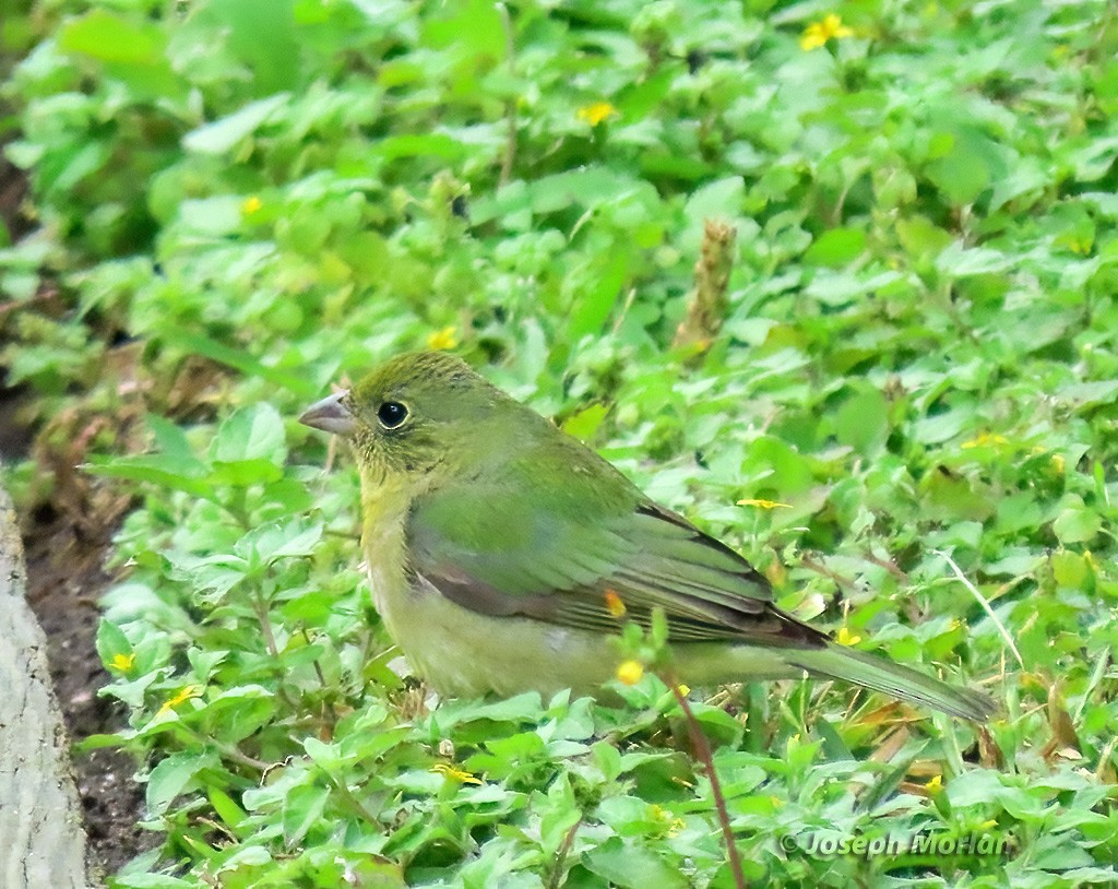 Painted Bunting - Joseph Morlan