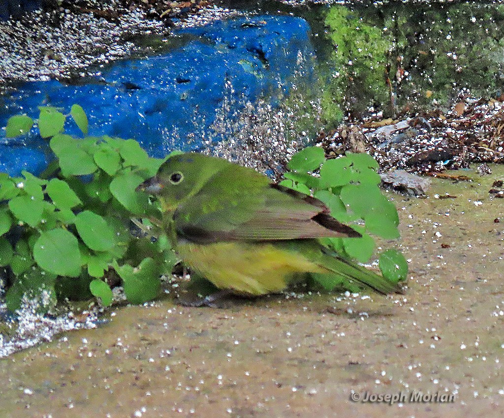 Painted Bunting - Joseph Morlan