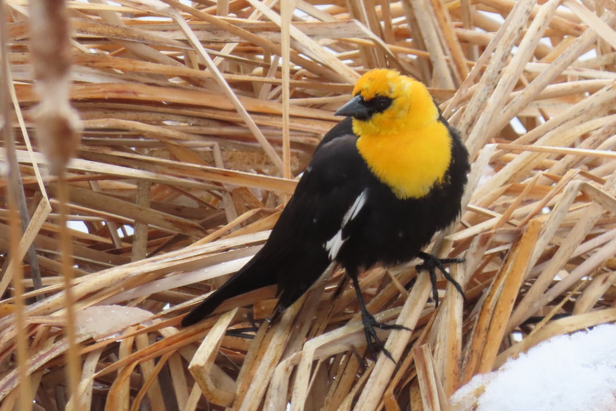 Yellow-headed Blackbird - ML618395301