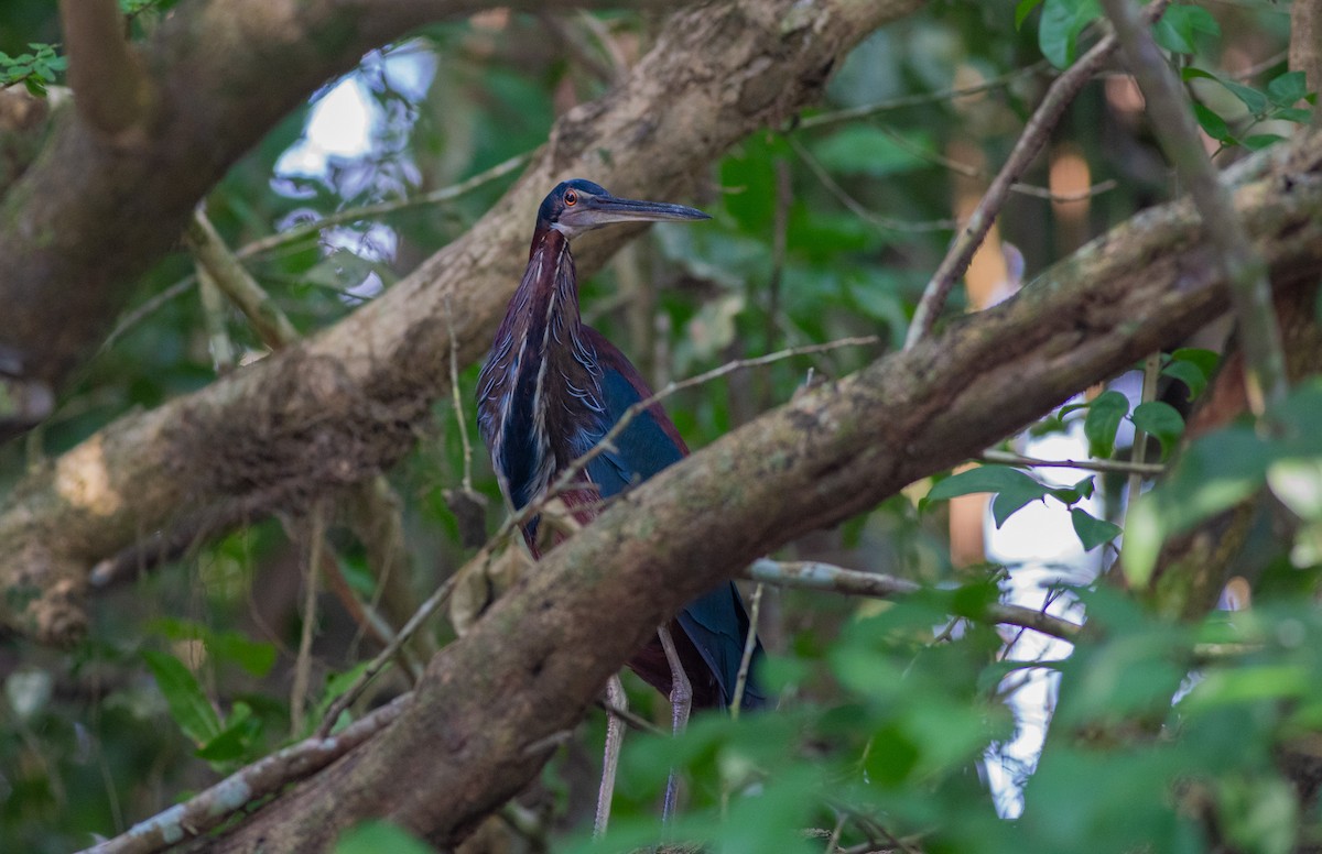 Agami Heron - ML618395303