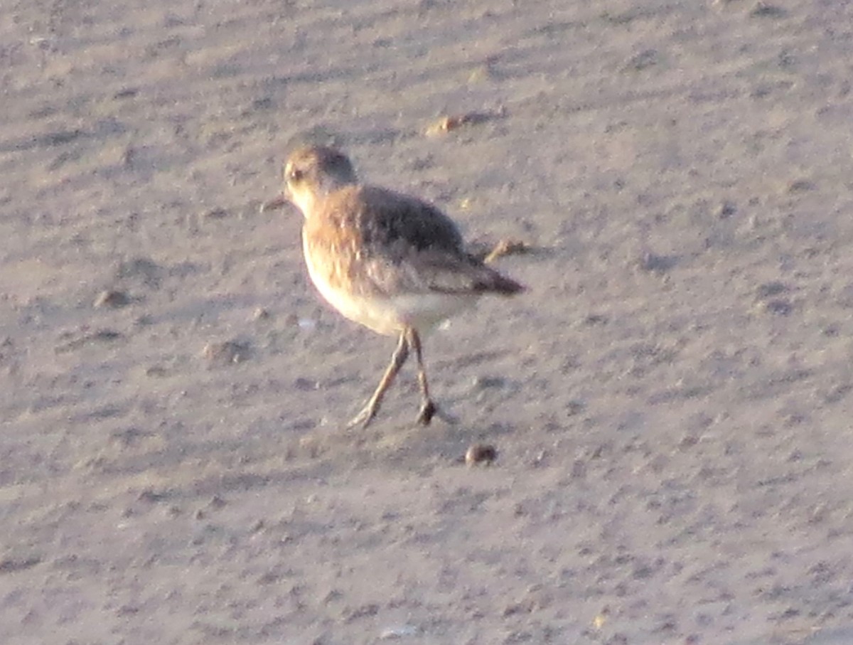 Black-bellied Plover - ML618395317