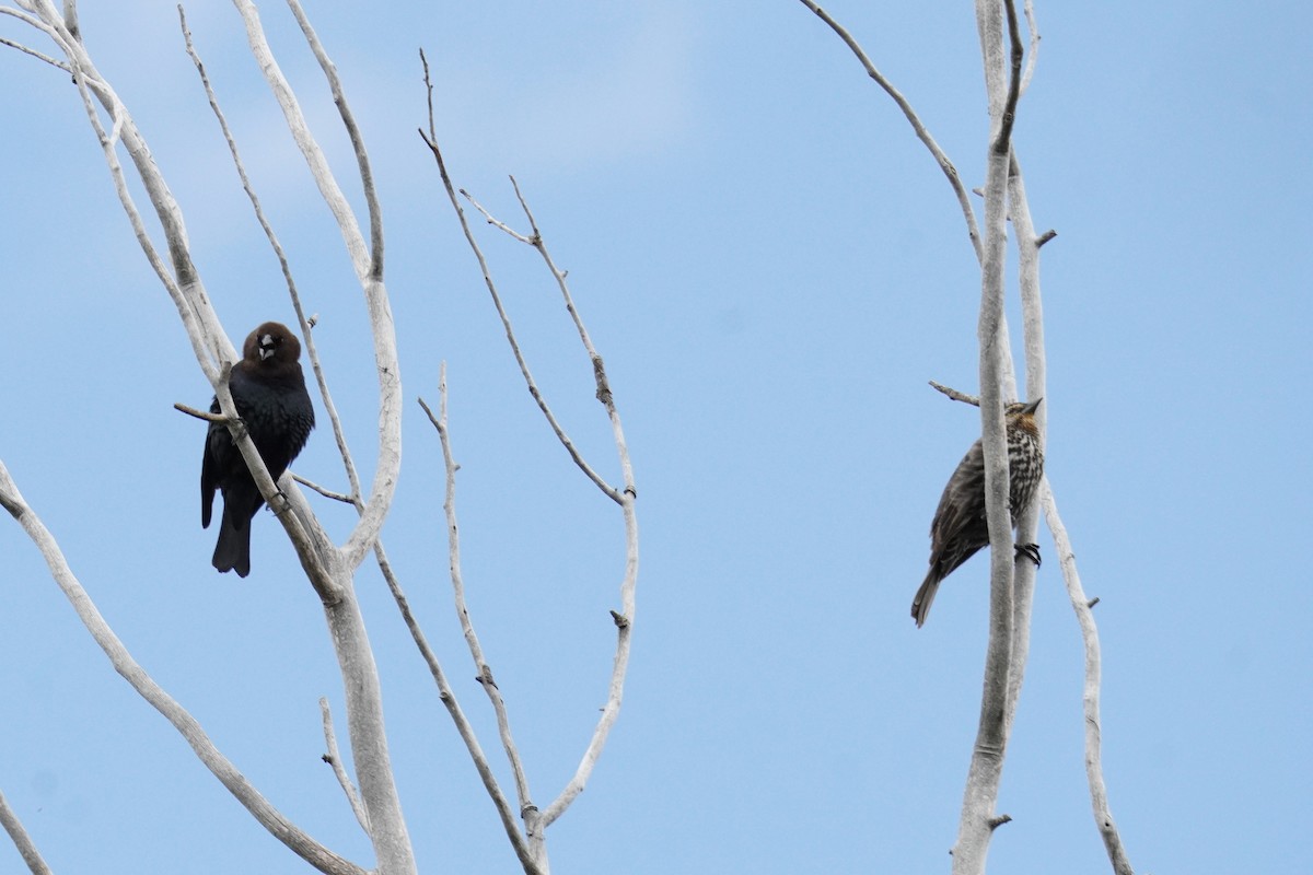 Brown-headed Cowbird - ML618395320